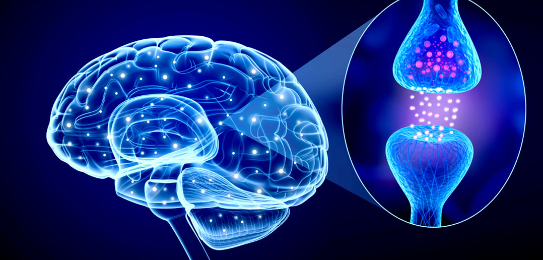 Cum funcționeaza în creier glutamatul?